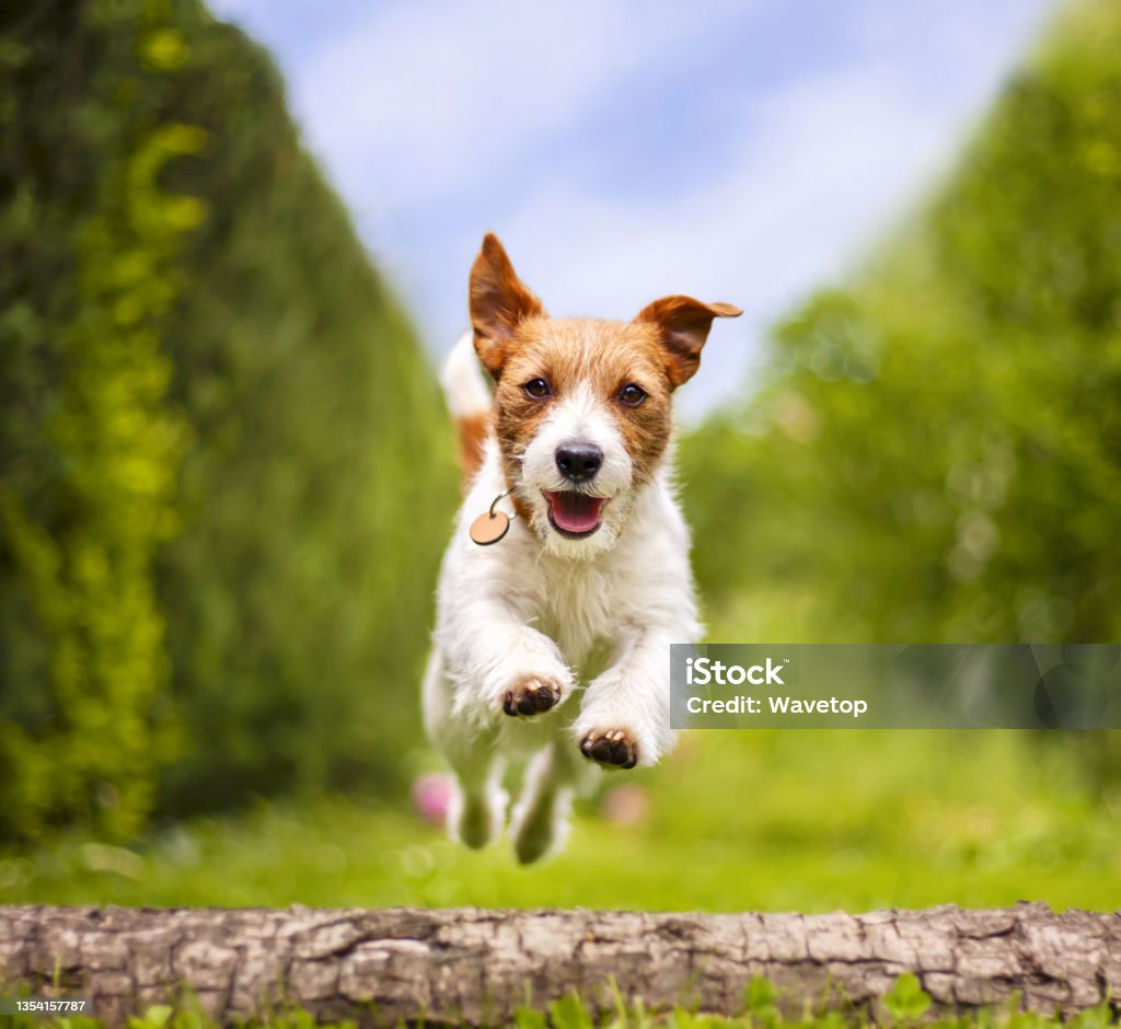 Funny playful happy pet dog running in the grass Funny playful happy smiling pet dog running, jumping in the grass Dog Stock Photo