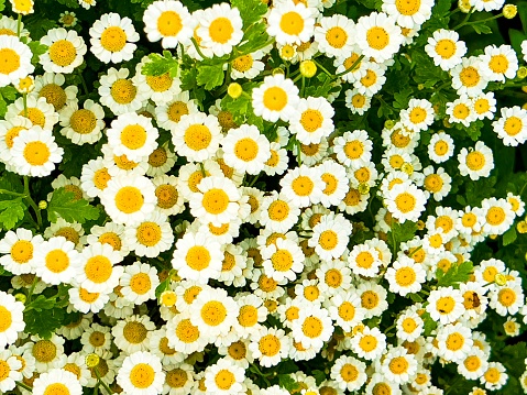 Horizontal high angle closeup photo of a group of vibrant Pyrethrum daisies growing in an organic garden in Spring