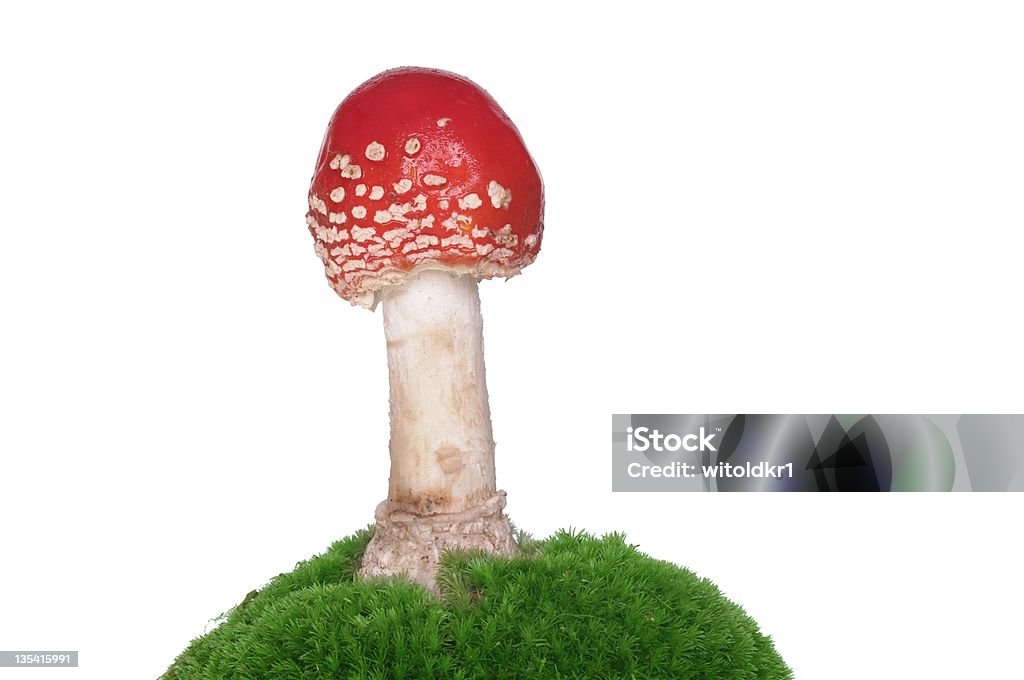 Czerwony Grzyb trujący - Zbiór zdjęć royalty-free (Amanita parcivolvata)