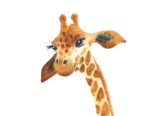 ein poster mit einer babygiraffe. aquarell giraffen tier illustration isoliert in weißem hintergrund. - animal animal neck cute safari animals stock-grafiken, -clipart, -cartoons und -symbole