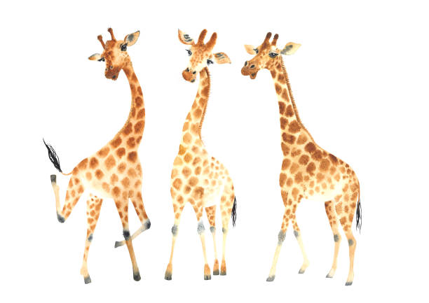 eine gesellschaft von lustigen und süßen giraffen für ihre erstaunlichen projekte. aquarell clipart set isoliert auf weißem hintergrund - animal animal neck cute safari animals stock-grafiken, -clipart, -cartoons und -symbole
