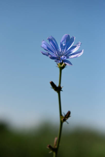Stem of blooming chicory plant at meadow. The roots of this wildflower is used for alternative coffee drink. Unfocused summer meadow, green vegetation and blue sky at background. Selective focus.