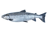 Salmon fish isolated on white background. Fresh wild salmon isolated on a white. Fresh whole salmon isolated. Empty space for text. Copy space.