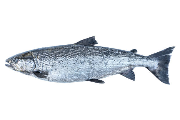 Salmon fish isolated on white background. Fresh wild salmon isolated on a white. Fresh whole salmon isolated. Empty space for text. Copy space. stock photo