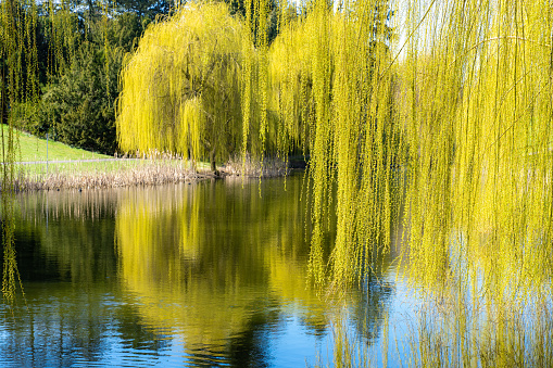 Weeping willow blowing in the wind on an autumn day in Connecticut