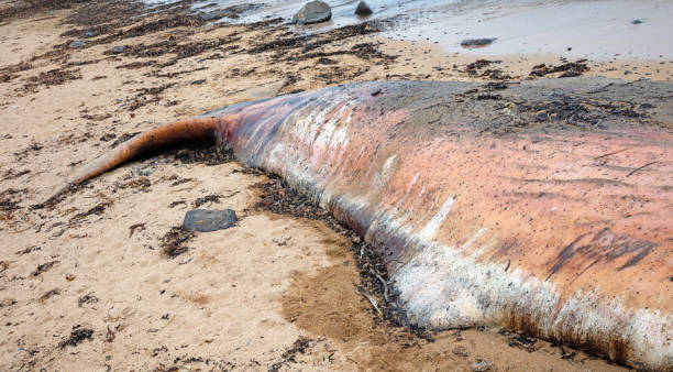 grande cachalote morto se lava em uma praia na islândia, snaefellsnes - whale sperm whale beached dead animal - fotografias e filmes do acervo