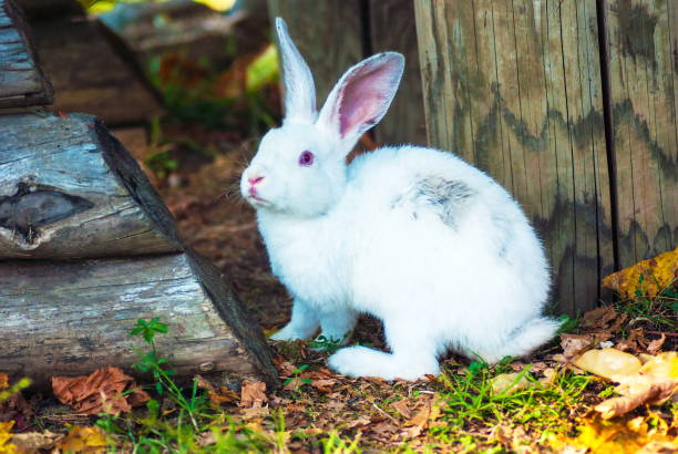 istock View Of A Rabbit Lying On Field 1354166135