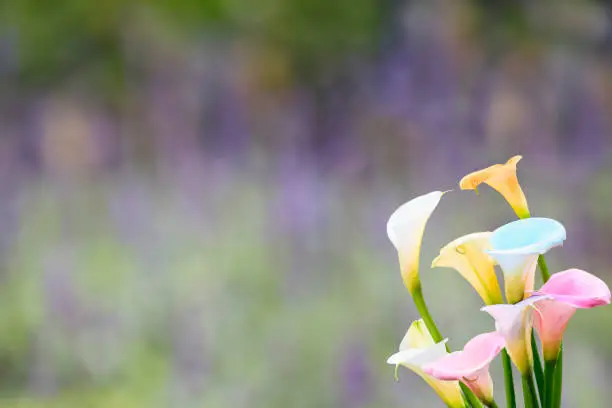 Photo of beautiful Colorful Calla Lilies with nice background color