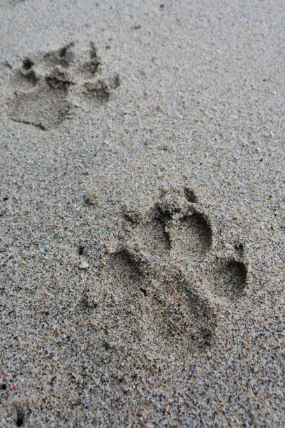 istock dog footprints on the beach sand 1354167815