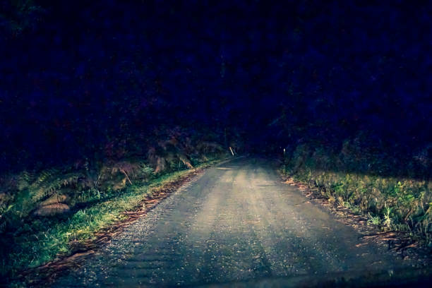 istock Drive through a forest in the dark. 1354167945