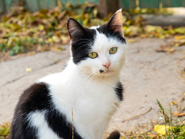 istock beautiful black-white cat, cute kitten 1354168268