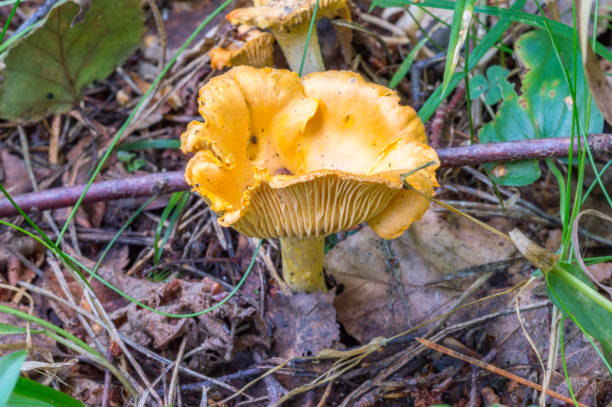 istock Cantharellus cibarius in the polish forest. 1354169172