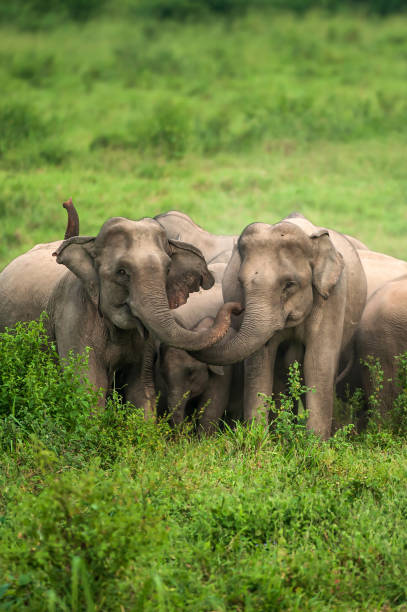 istock A herd of Asian Elephant protective a newborn elephant calf. 1354169311