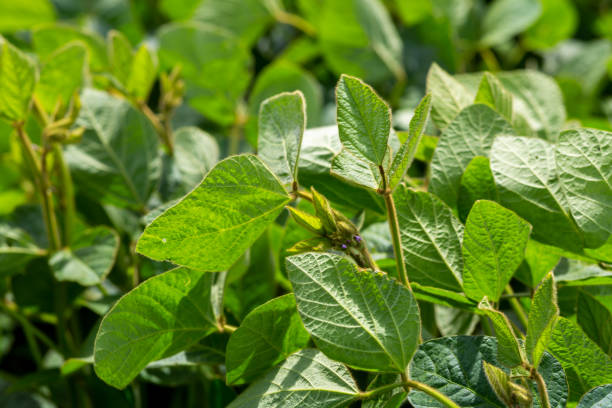 istock Young soybean plants with flowers on soybean cultivated field 1354169719