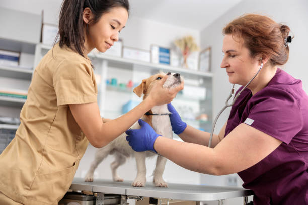 istock confident doctors are doing medical treatment in modern veterinary clinic 1354170607