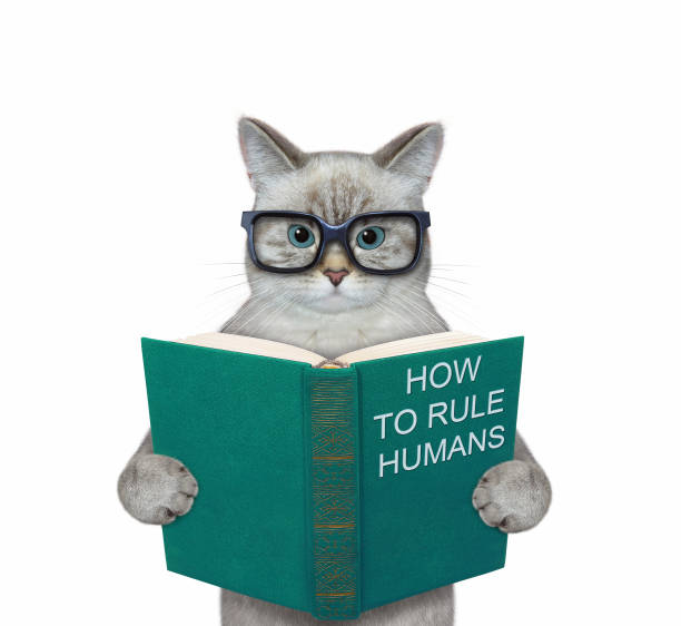gato cinza em óculos lê livro verde - ashen - fotografias e filmes do acervo