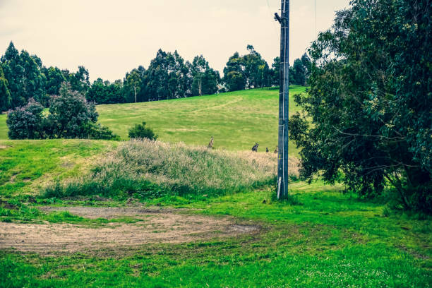 istock View of a field in Australia with kangaroos. 1354170779