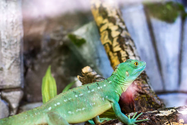 istock Chinese water dragon or Physignathus cocincinus lizard on the tree branch in terrarium 1354170896