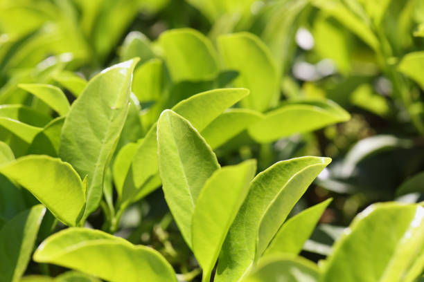 Green leaves natural background or tea plantation. Beautiful fresh tropical plants, bush or greenery texture. Foliage backdrop. Nature and eco concept