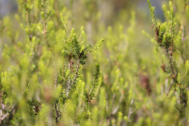 Close-up of young green branch of spruce with small cones. Cedar branch with pine nuts. Wonderful nature concept. Evergreen conifers. Blurred background