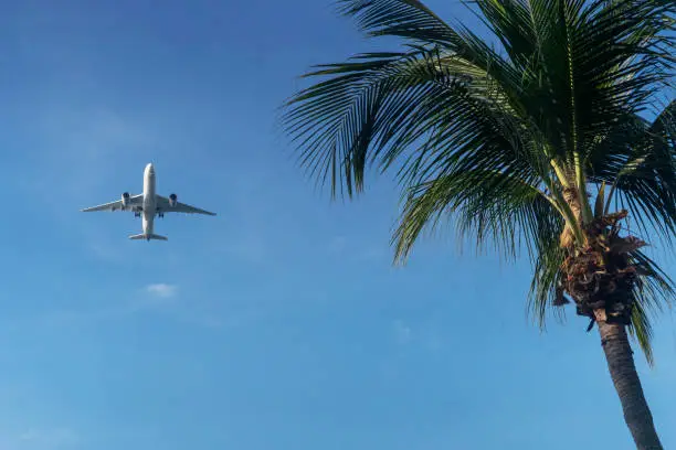 An aircraft flies over a palm tree at East Coast Park, Singapore.