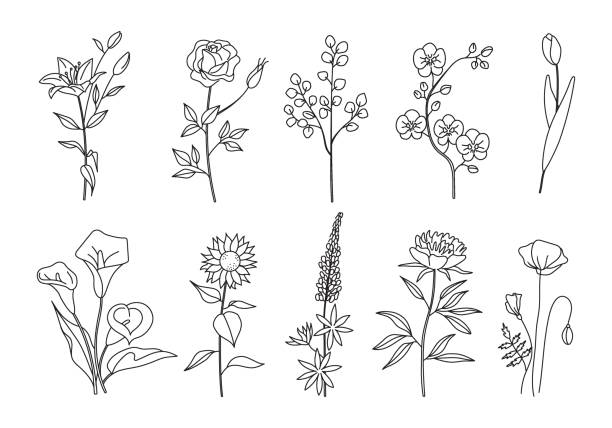 ilustraciones, imágenes clip art, dibujos animados e iconos de stock de conjunto de flores de arte de línea - pea flower