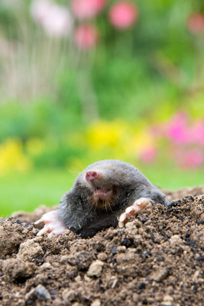 istock Mole [Talpa europaea] in the lawn 1354177267