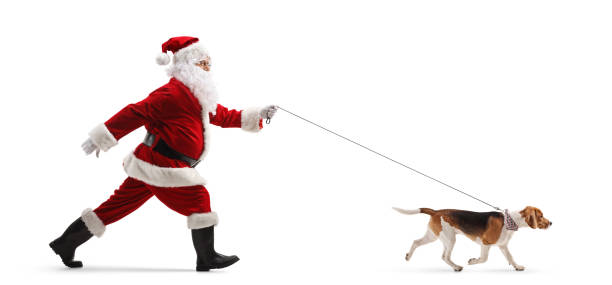 photo de profil complète d’un père noël promenant un chien beagle en laisse - santa dog photos et images de collection