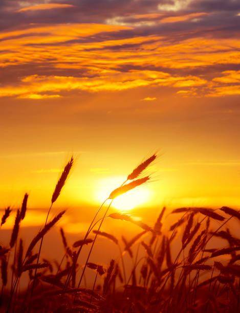 campo di segale maturo - autumn corn corn crop field foto e immagini stock