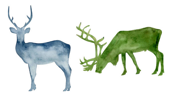 акварельные силуэты оленей и рома. - stag deer doe cartoon stock illustrations