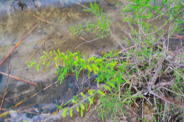 istock Nature by the lake 1354178602