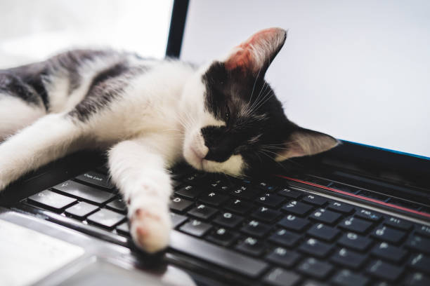 Funny black and white tuxedo kitten lazily lies on laptop keyboard and looks at the camera. stock photo