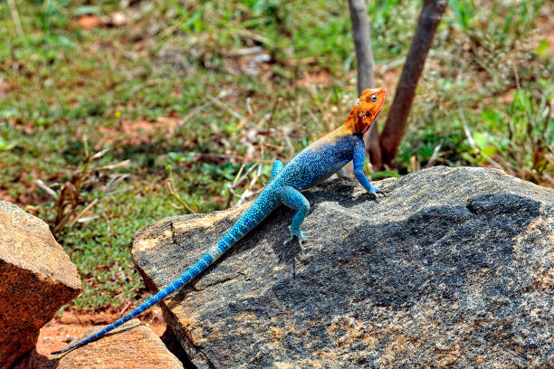 istock A picture of a lizard in the wild 1354179182