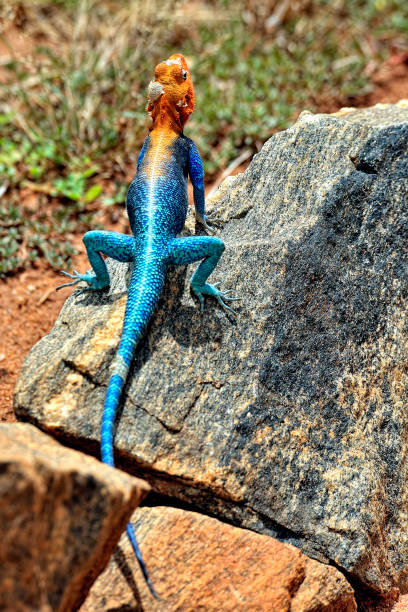 istock A picture of a lizard in the wild 1354179862