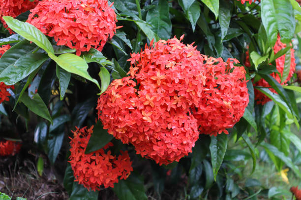 Una Vista De Cerca De Un Grupo De Flores De Ixora Chinas En Color Rojo  Vibrante En Una Mañana De Monzón En La India Foto de stock y más banco de  imágenes