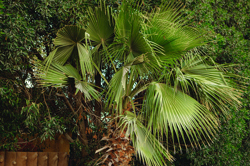 Tropical flora of Tonga. Photographed while documenting the lifestyle in the South Pacific Islands of Tonga.