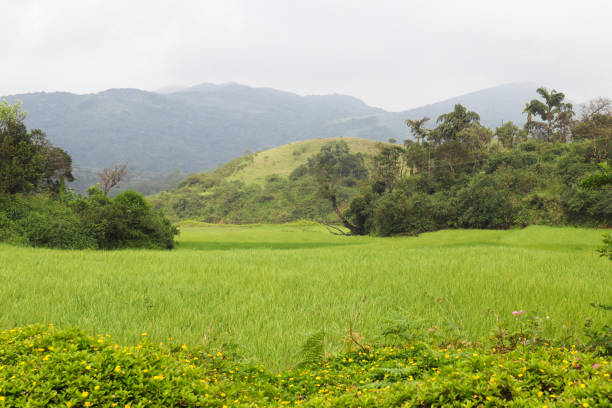 A Panoramic view of a bewitching landscape with thick vegetation, hill range and rice paddy fields in Sakleshpur in Karnataka, India.