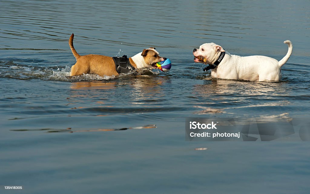 Zwei Hunde Spielen im Wasser - Lizenzfrei Apportieren Stock-Foto