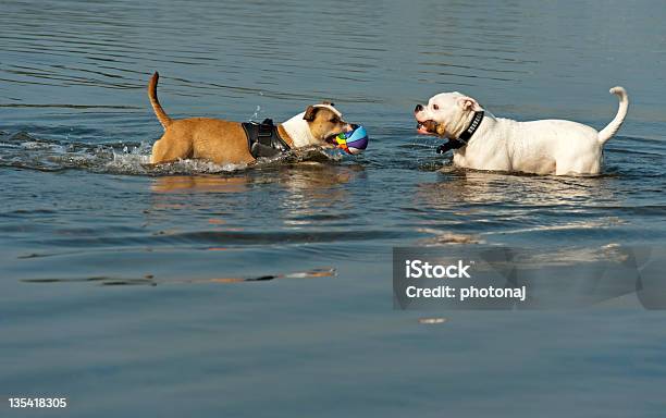 Zwei Hunde Spielen Im Wasser Stockfoto und mehr Bilder von Apportieren - Apportieren, Domestizierte Tiere, Durchnässt