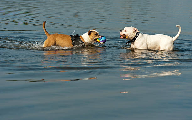 istock Two dogs playing in water 135418305