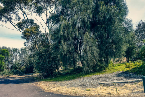 istock A small park in Australia in good weather. 1354183222