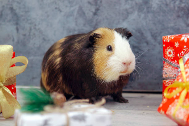 istock Guinea pig as a gift for Christmas 1354183735