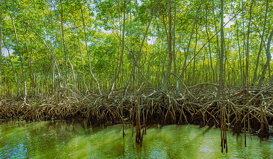 tropical mangrove forest on the caribbean coast in the Dominican republic