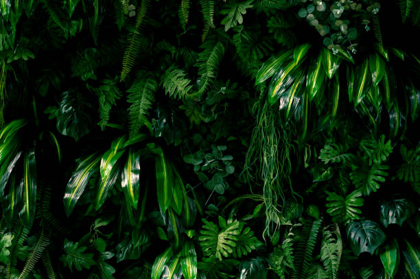 istock Background with dark green tropical leaves, fresh flat background. Flat lay. Nature concept 1354184725