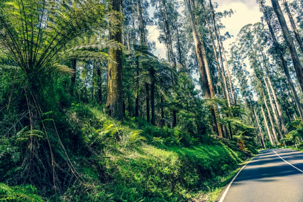 istock A road by the rainforest in Australia. 1354185817