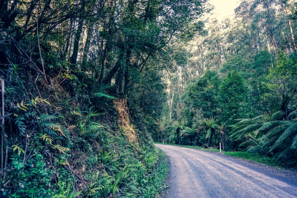 A road through the Australian rainforest.