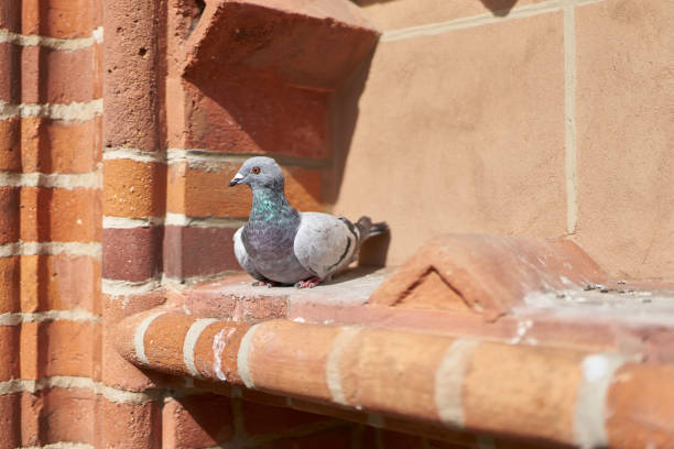 istock wild pigeon on a brick facade 1354187289