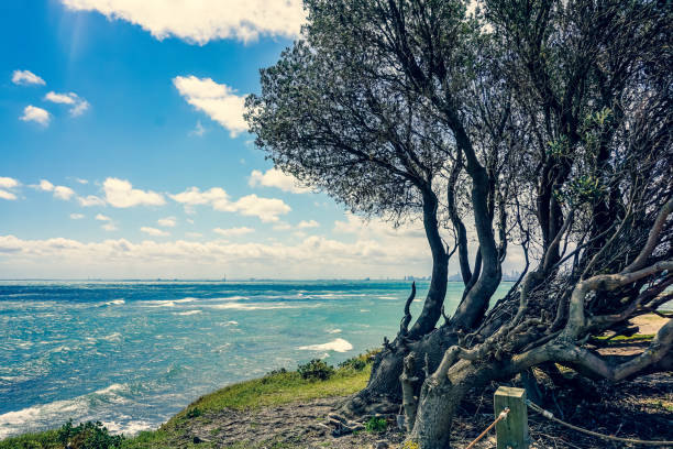View of the ocean with a tree in front in Australia.