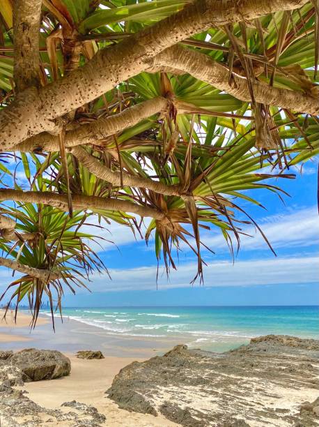 istock Underneath a beautiful pandanus tree at the beach looking out to the blue pacific ocean.  Rocks and sand in the foregound. Currumbin Gold Coast Queensland Australia 1354188174