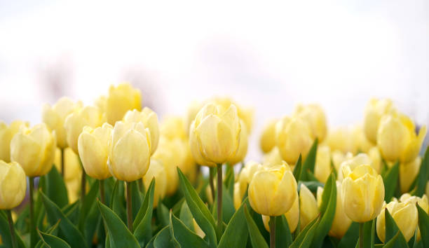 istock Yellow tulips growing on a field against blue sky 1354189996